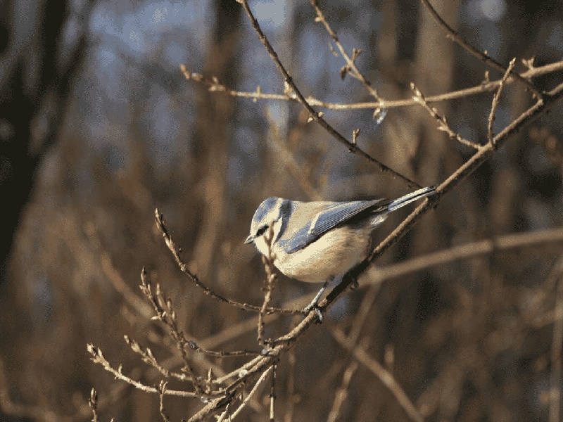 治疗逆行射精的费用,试管场长方案