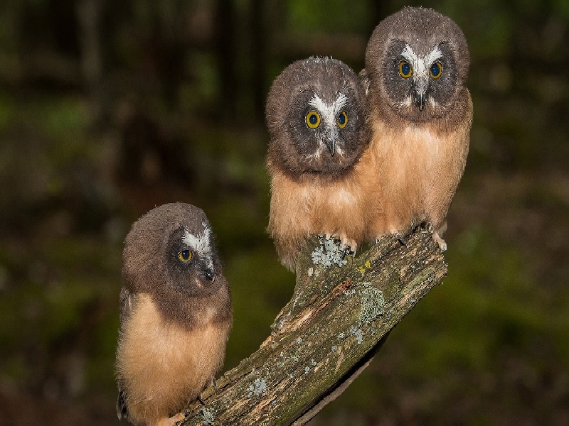 泰国试管费用多少钱,试管移植流程和周期